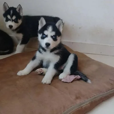 Prodám štěňata sibiřského huskyho.
