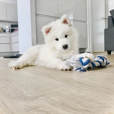 Okouzlující samec a samice Samojed štěňata na prodej