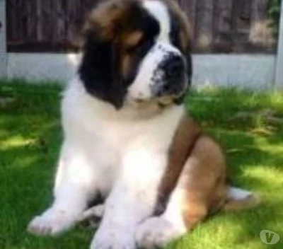 Akc samec a fenka Saint Bernard Pppies na prodej