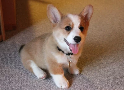 Štěňata Corgi na prodej