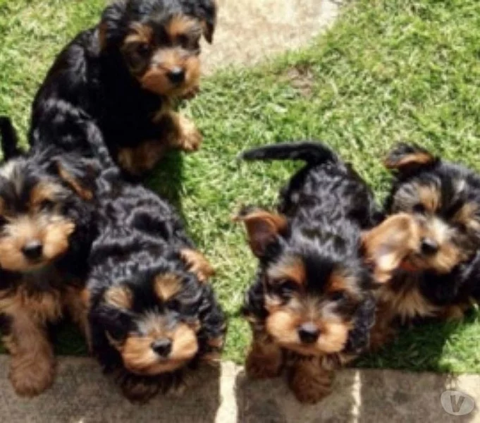 Kvalitní štěňata Yorkie na prodej