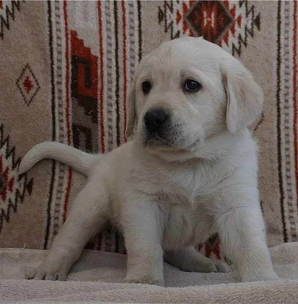 K dispozici štěňata labradorského retrívra