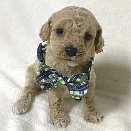 Roztomilá štěňata Cockapoo na prodej