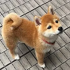 Prodám štěňata Shiba Inu.