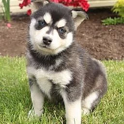 Krásná štěňata Pomsky na prodej