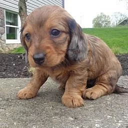 Nádherná štěňata jezevčíka