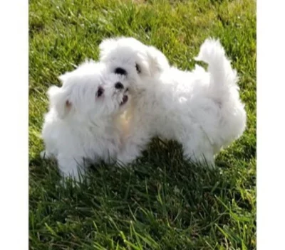 Super rozkošná maltézská štěňata