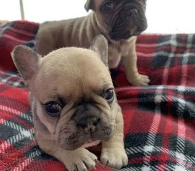 Nádherná štěňata francouzského buldočka