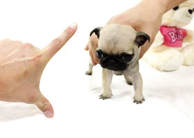 Krásná štěňata mopse k adopci