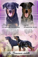 Beauceron s PP-již k odběru