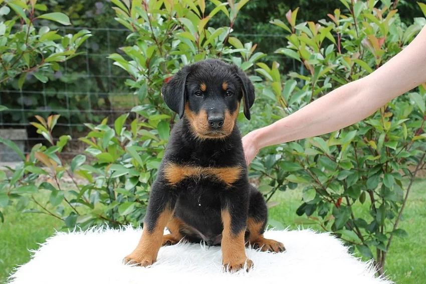 Beauceron s PP-již k odběru