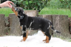 Beauceron s PP-již k odběru