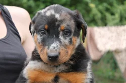 Beauceron s PP-již k odběru