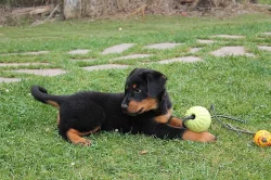 Beauceron s PP-již k odběru