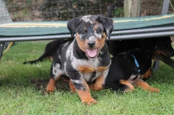 Beauceron s PP-již k odběru