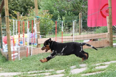 Beauceron s PP-již k odběru