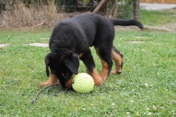 Beauceron s PP-již k odběru