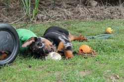 Beauceron s PP-již k odběru