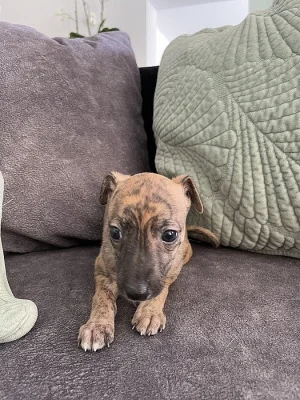 WHIPPET/VIPET