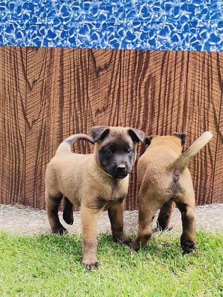 Prodám štěňátko pejska s PP Belgický ovčák Malinois