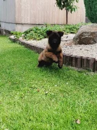 Prodám štěňátko pejska s PP Belgický ovčák Malinois