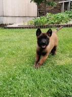 Prodám štěňátko pejska s PP Belgický ovčák Malinois