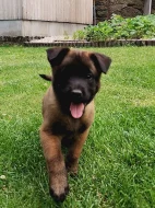 Prodám štěňátko pejska s PP Belgický ovčák Malinois
