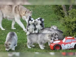 Sibiřský husky štěňata s PP~