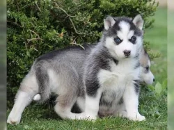Sibiřský husky štěňata s PP~