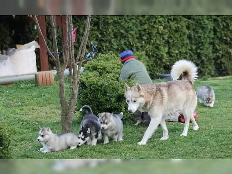 Sibiřský husky štěňata s PP~