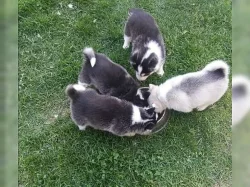 Sibiřský husky štěňata s PP~