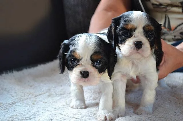 Kavalír king charles spaniel