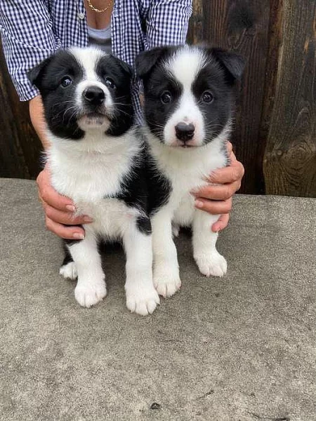 Karelský medvědí pes s PP