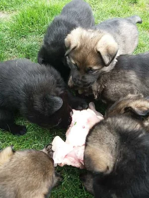 Milvel chovná stanice