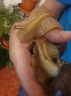 Mláďata Šneka afrického