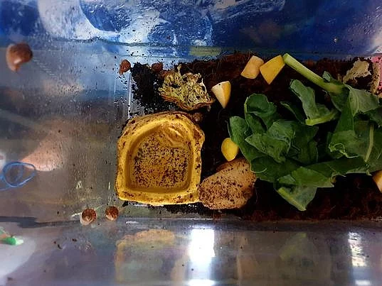 Mláďata Šneka afrického