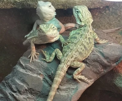 Mláďata agamy vousaté Hypo het Zero