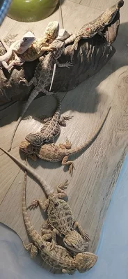 Mláďata agamy vousaté Hypo het Zero