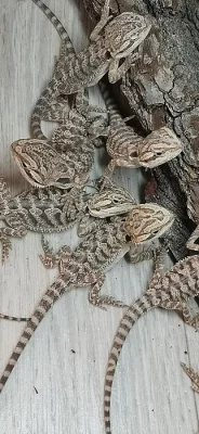 Mládě agamy vousaté klasic/citrus/50% het Zero