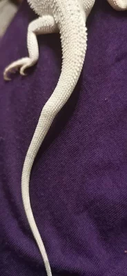 Sameček agamy vousaté Hypo Zero