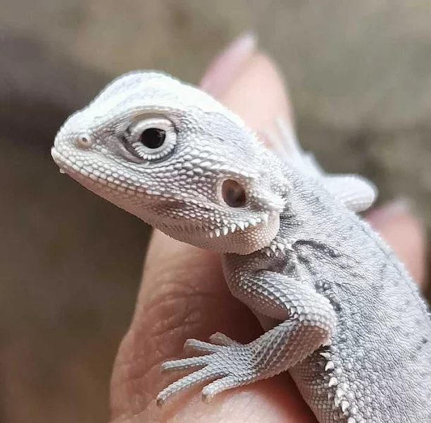 Mláďata agamy vousaté Hypo Zero