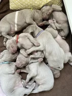 Výmarský ohař krátkosrstý