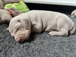 Výmarský ohař krátkosrstý