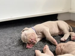 Výmarský ohař krátkosrstý