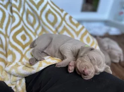 Výmarský ohař krátkosrstý