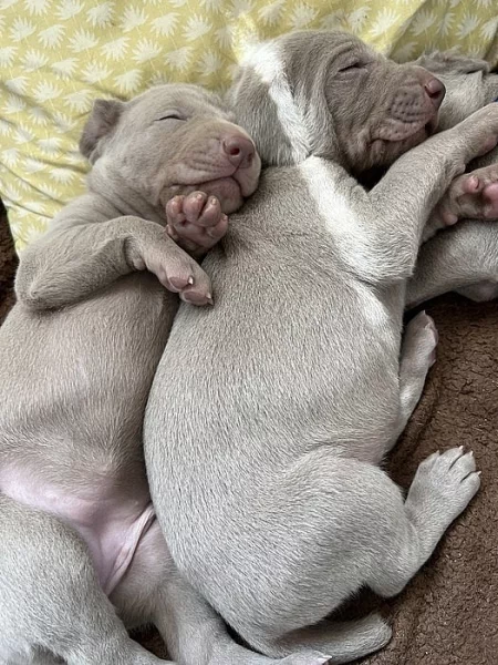 Výmarský ohař krátkosrstý