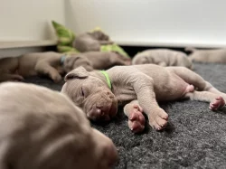 Výmarský ohař krátkosrstý