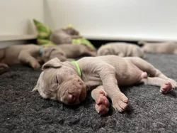 Výmarský ohař krátkosrstý