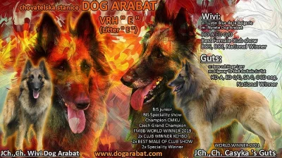 Belgický ovčák - Tervueren - prodám dlouhosrstá štěňata