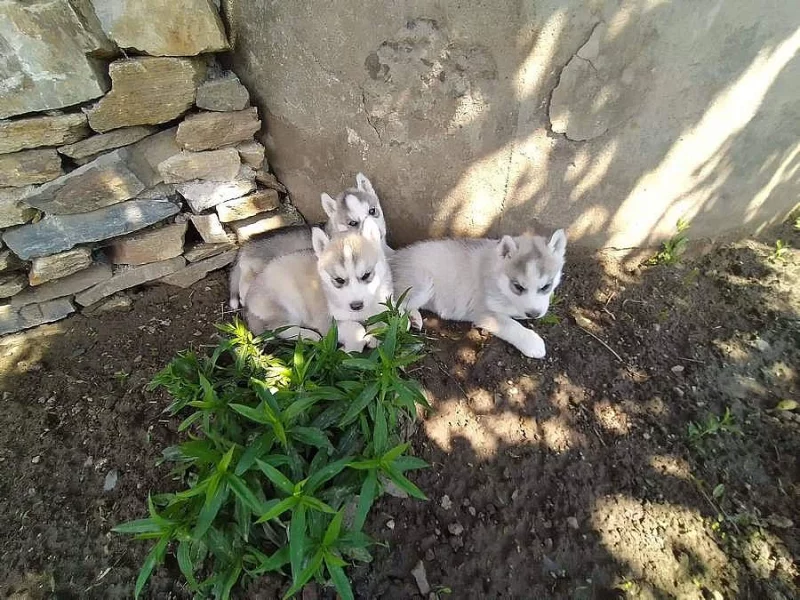 Sibiřský husky